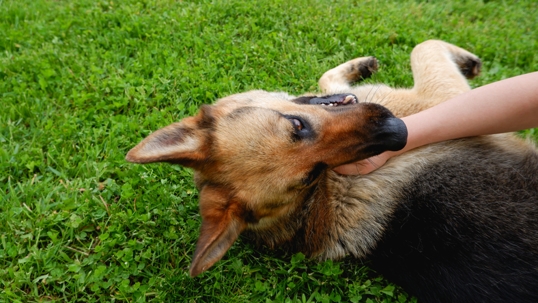 Dog playing with human